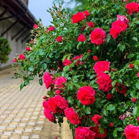 Mm Complex Dimitrovi *