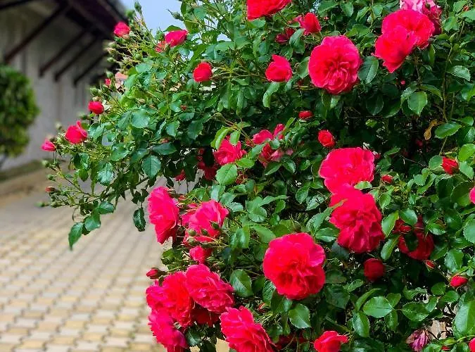 Mm Complex Dimitrovi *